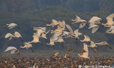 रूस से ब्राजील तक के विदेशी पक्षियों का पटना में डेरा, तालाबों में गूंज रहा कलरव